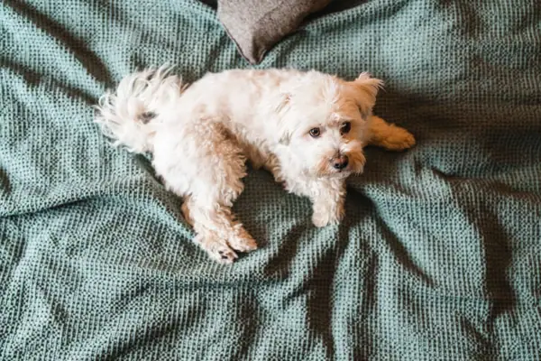 A dog lying on a blanket indoors.