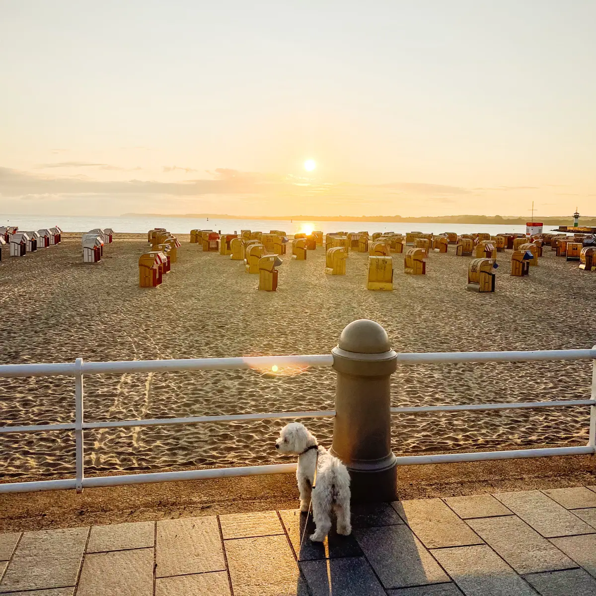 Dog on the beach A dog stands on the promenade next to a fence overlooking a beach and a body of water.