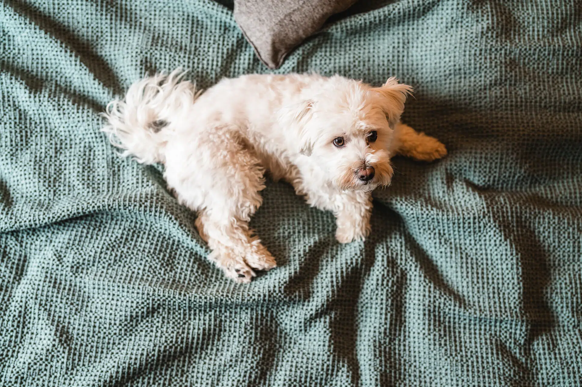 A dog lying on a blanket indoors.