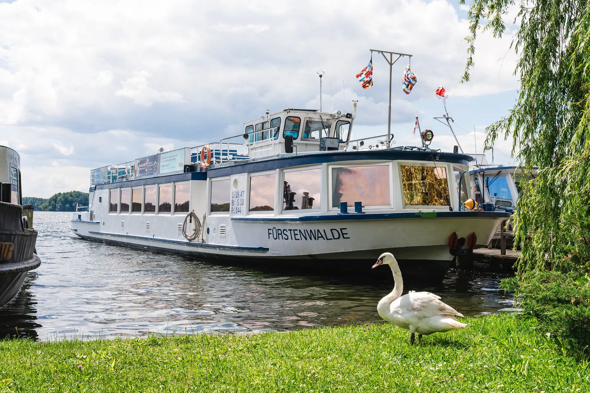 Bad Saarow boating A white swan on grass next to a boat.