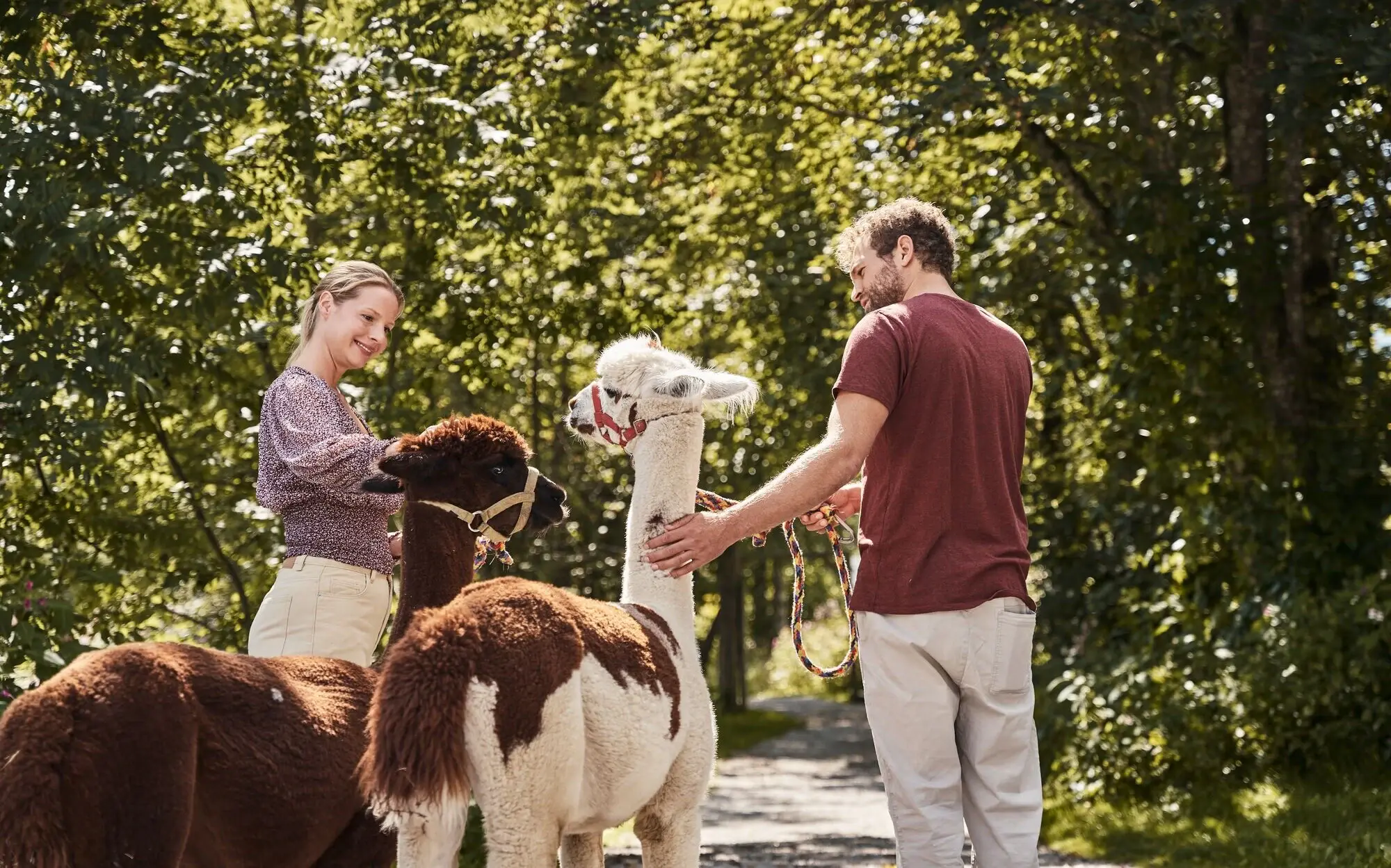 A man and a woman stroking llamas outdoors.