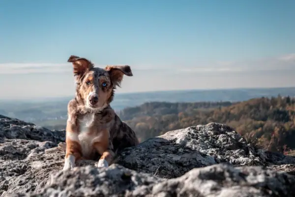 Dog on a mountain Dog lying on a rock in the open air.