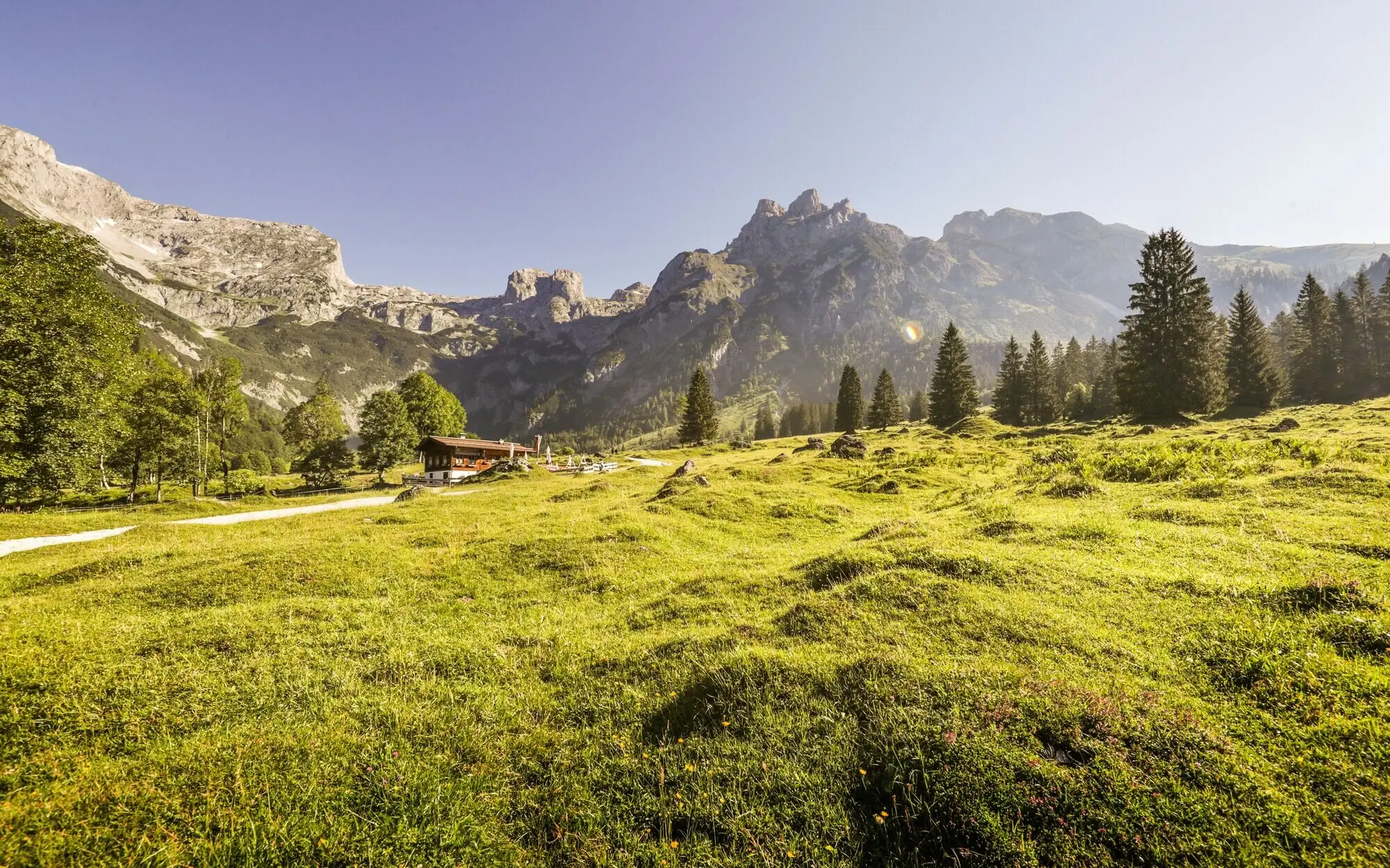 Green meadow with trees and mountains in the background.