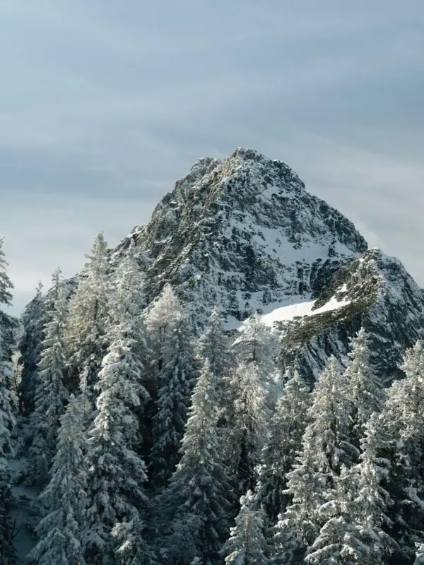 Snow-covered mountain with fir trees.