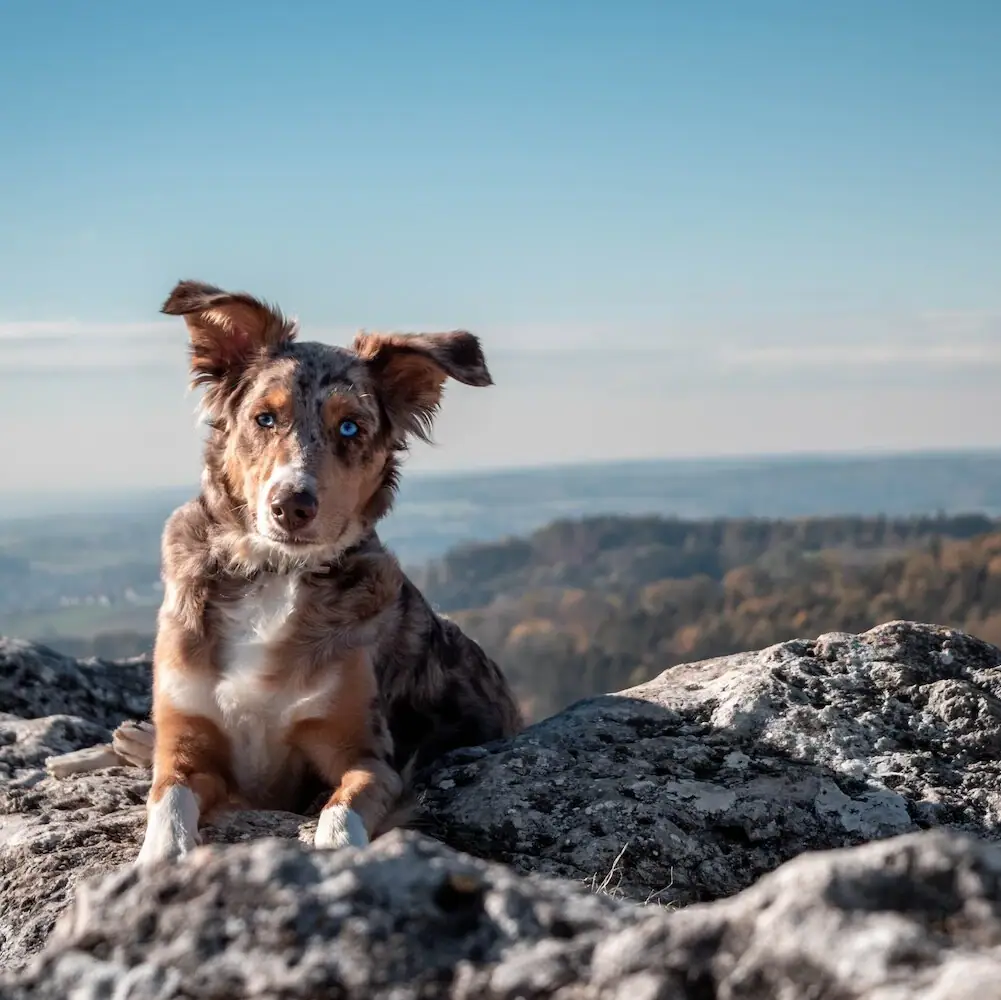 Dog on a mountain A dog sits on a rock in the open air.