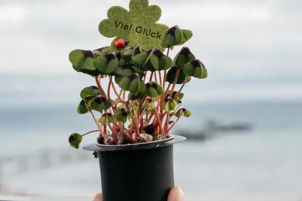 A person is holding a flower pot with a ladybird on top of it.