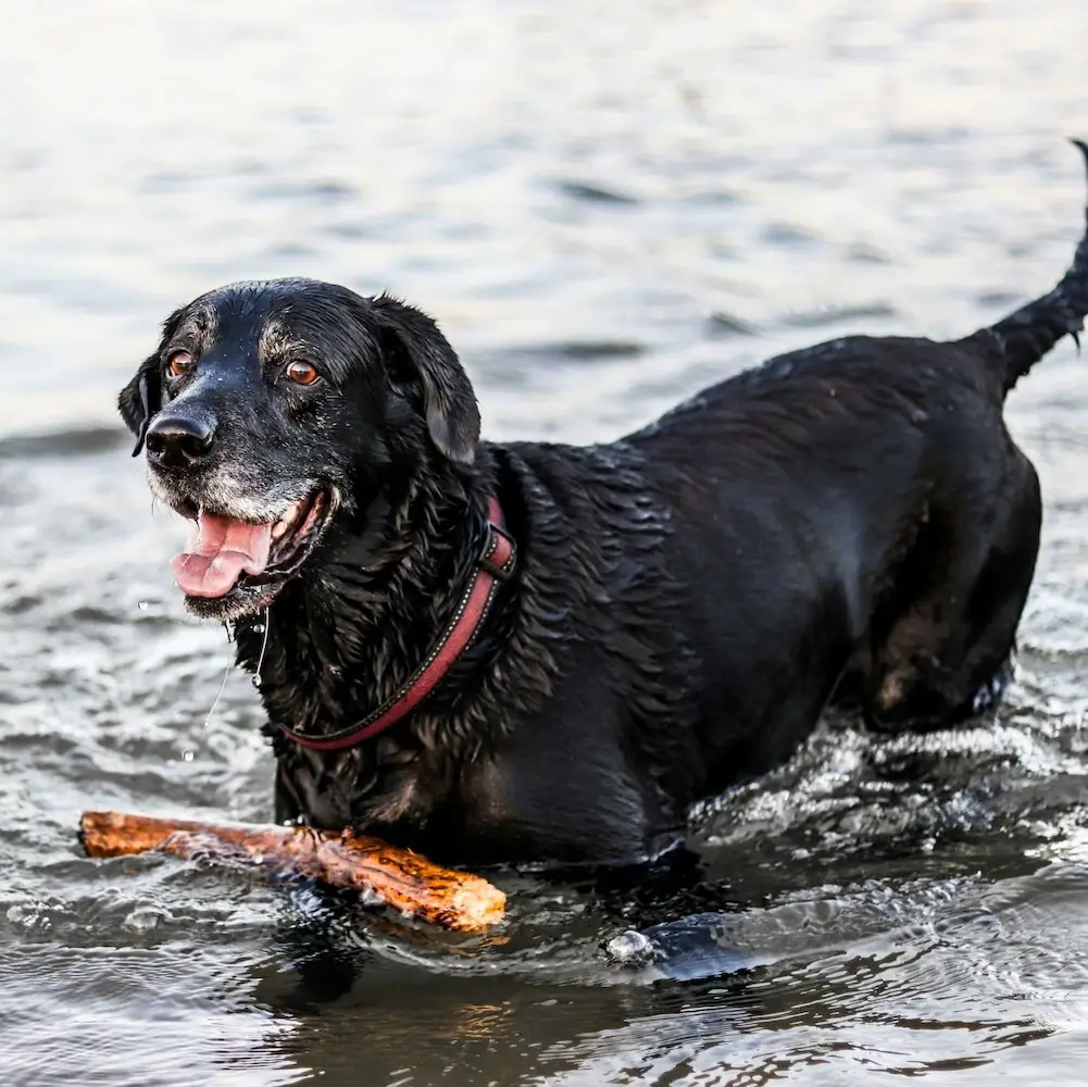 A dog plays with a stick in the water.