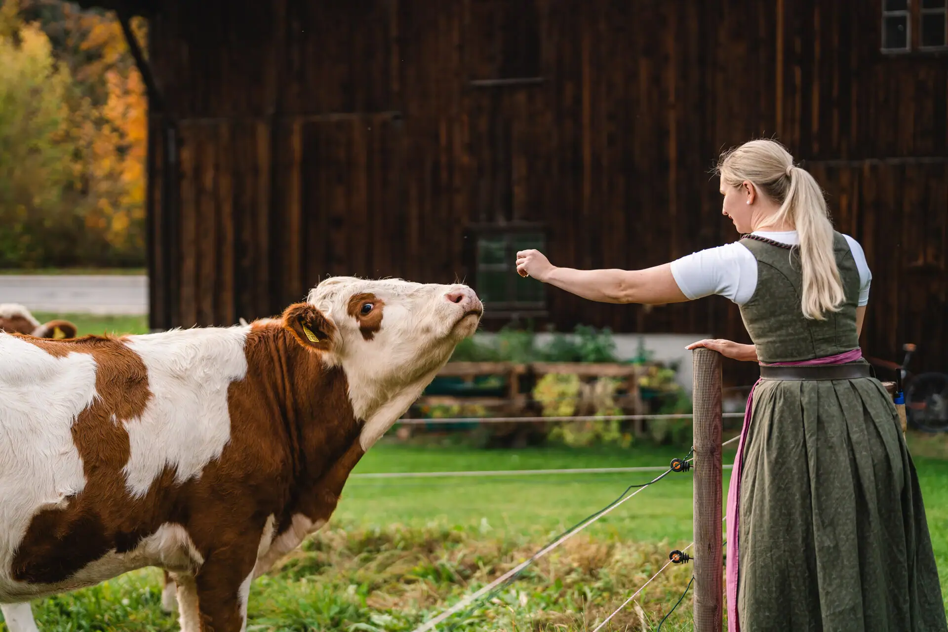 A woman stroking a cow outdoors.