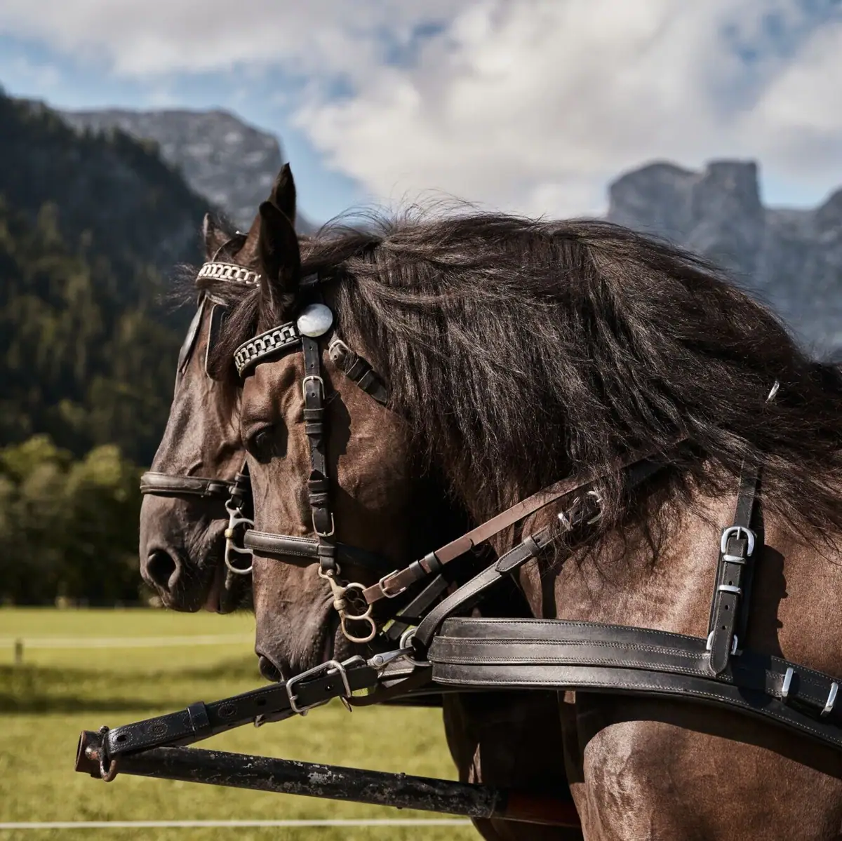 Carriage ride Two horses in harness.