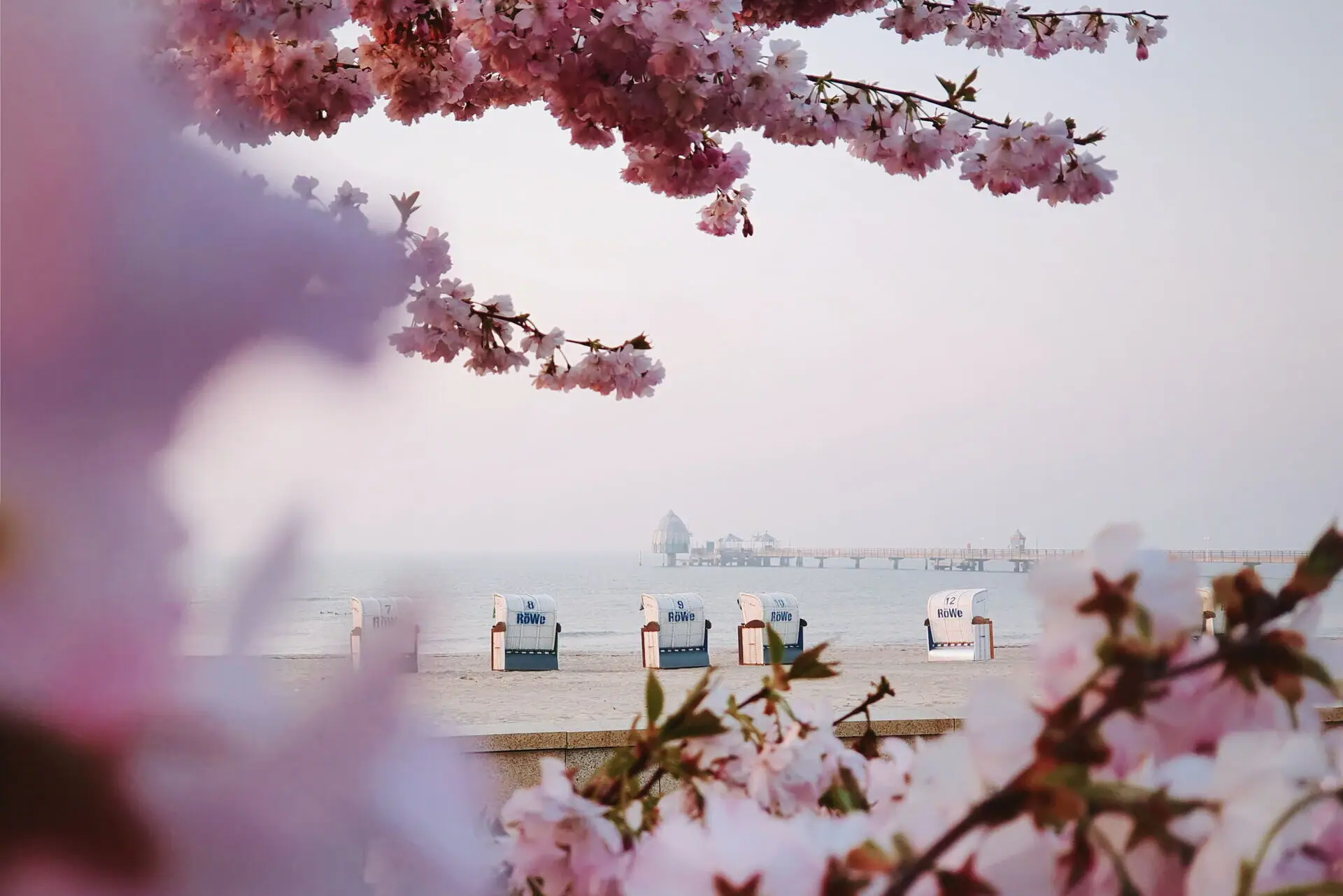 Grömitz in spring Sakura blossoms on an outdoor tree.