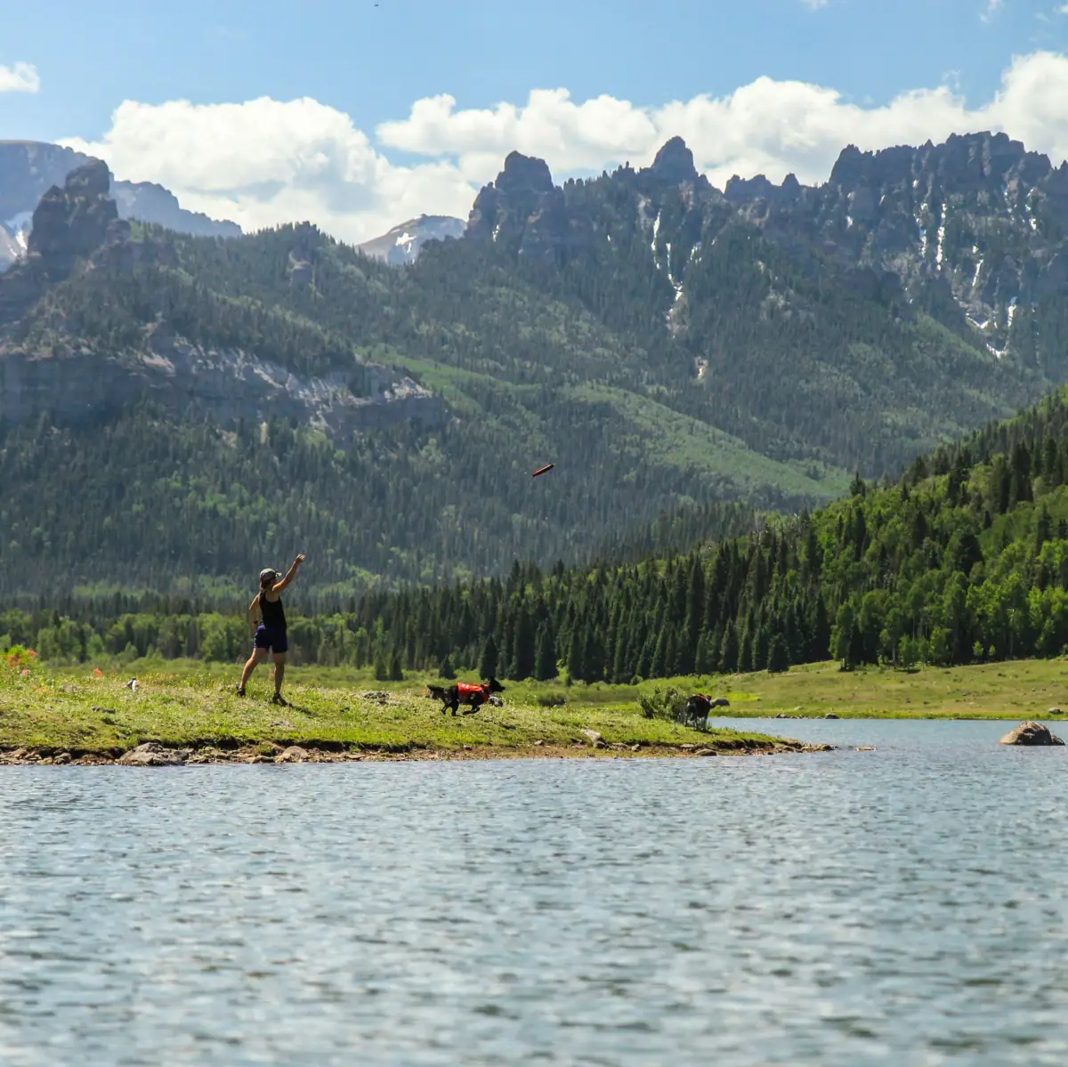 A dog lies in a field.