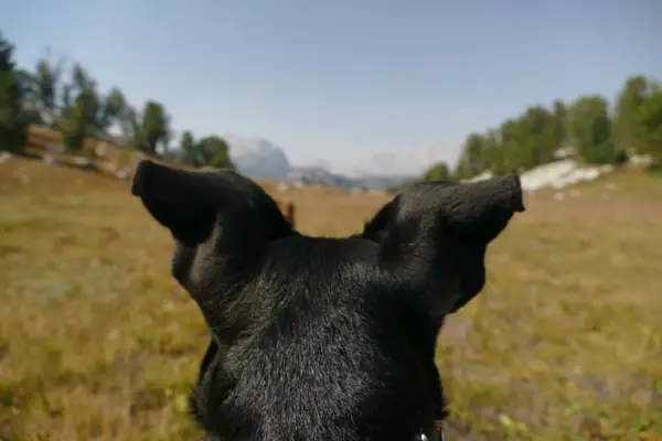 Dog in the mountains A dog looking at the landscape.