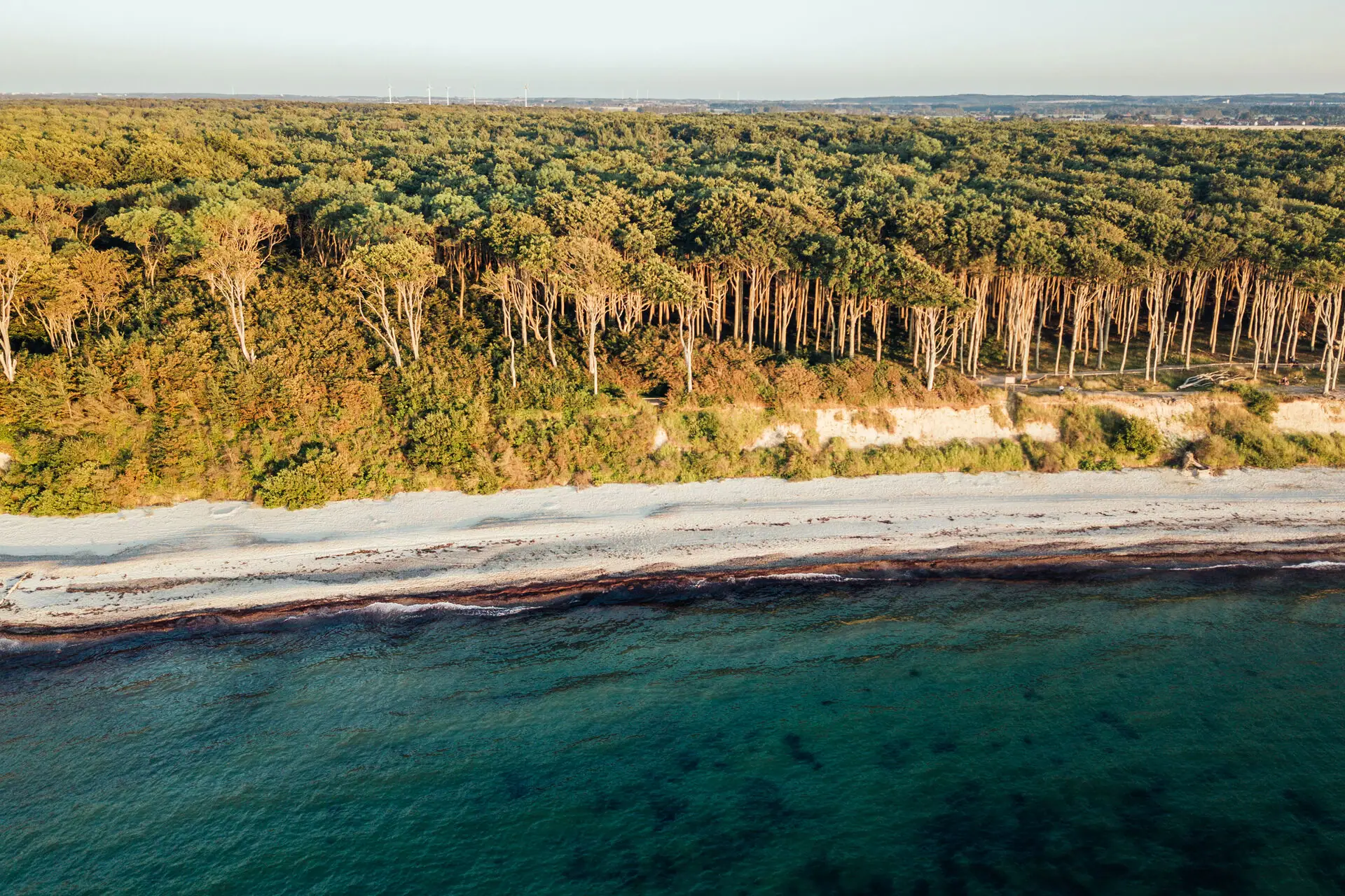 Beach with trees and water in the foreground.
