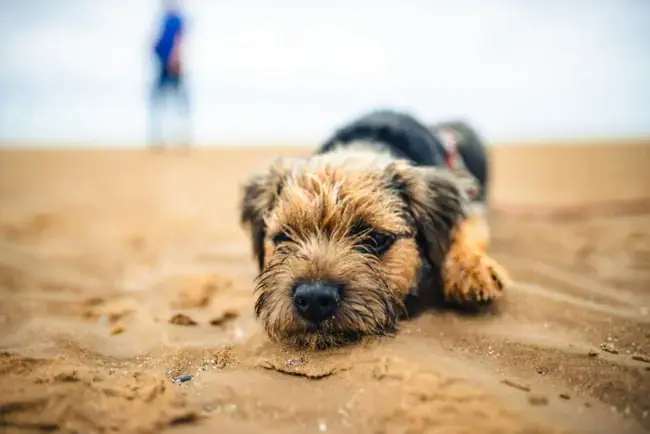 A dog lies on sand.