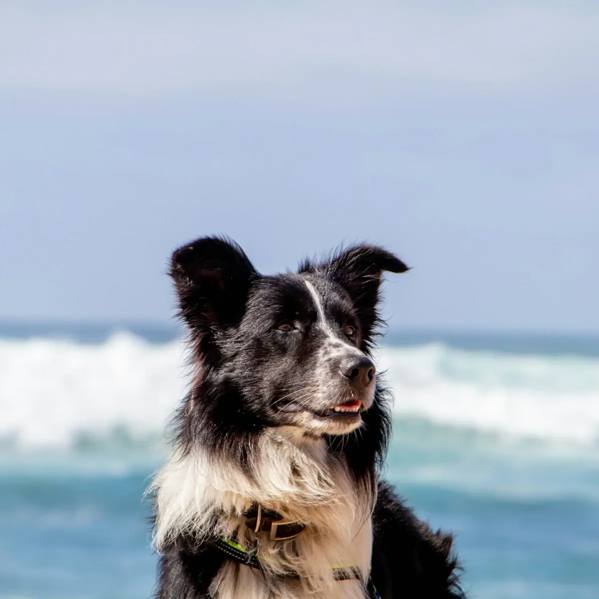 A dog is sitting on the beach by the Baltic Sea.