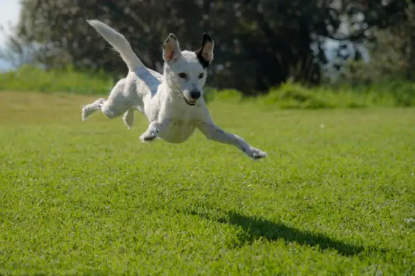 A small, white dog jumps around on a green meadow.