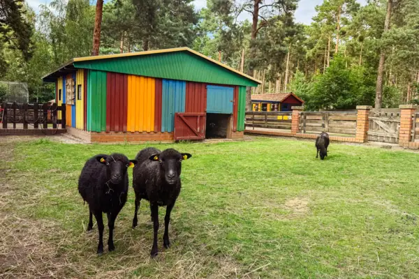 Two sheep in the petting zoo in the countryside