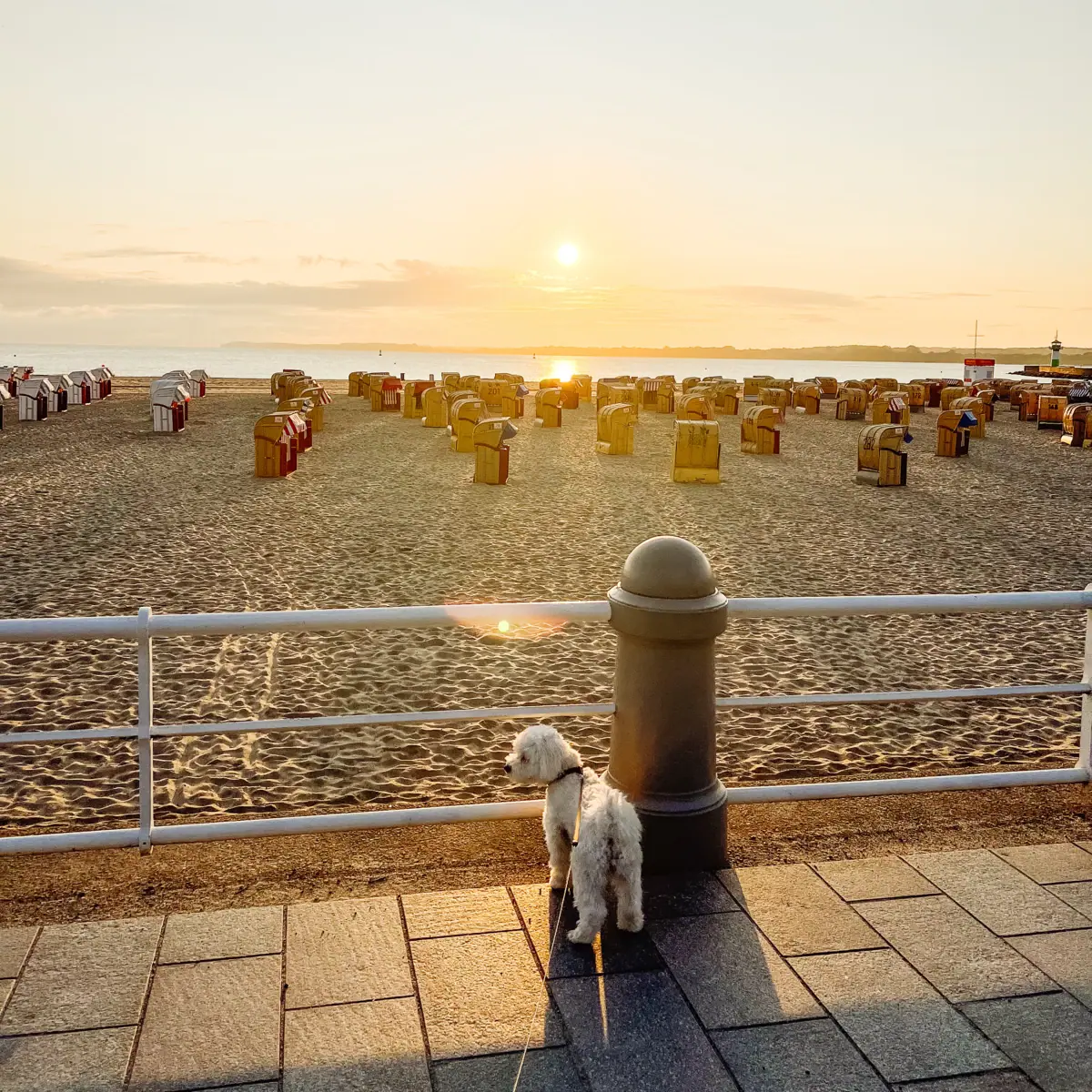 Holidays with your dog on the Baltic Sea