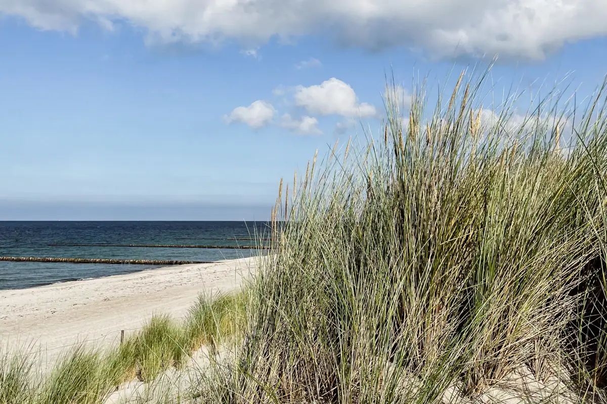 Grass on the beach against a blue sky and clouds.