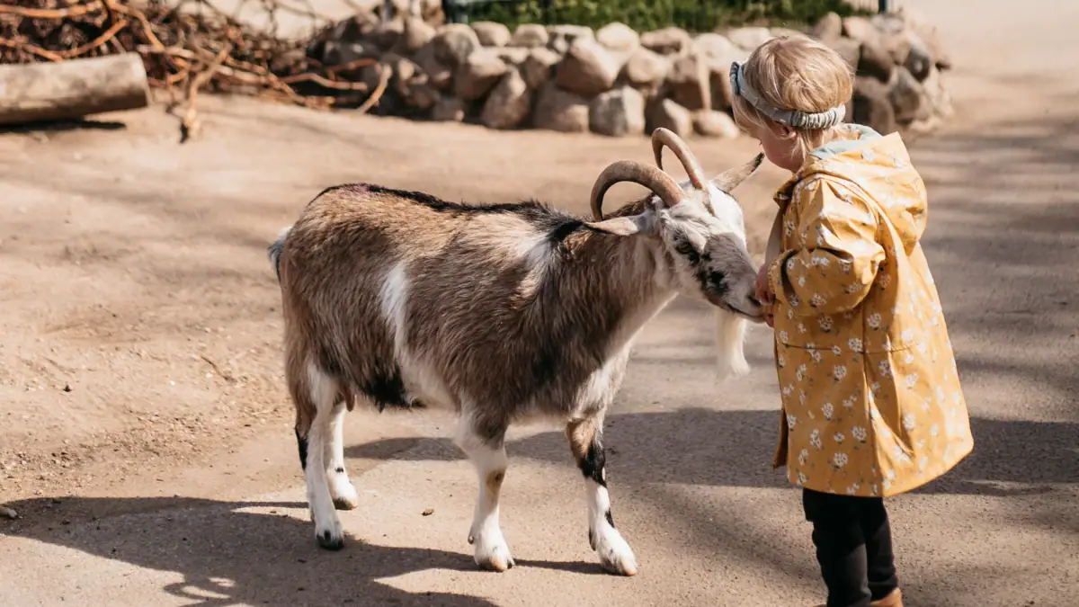 A child is standing outside next to a goat.