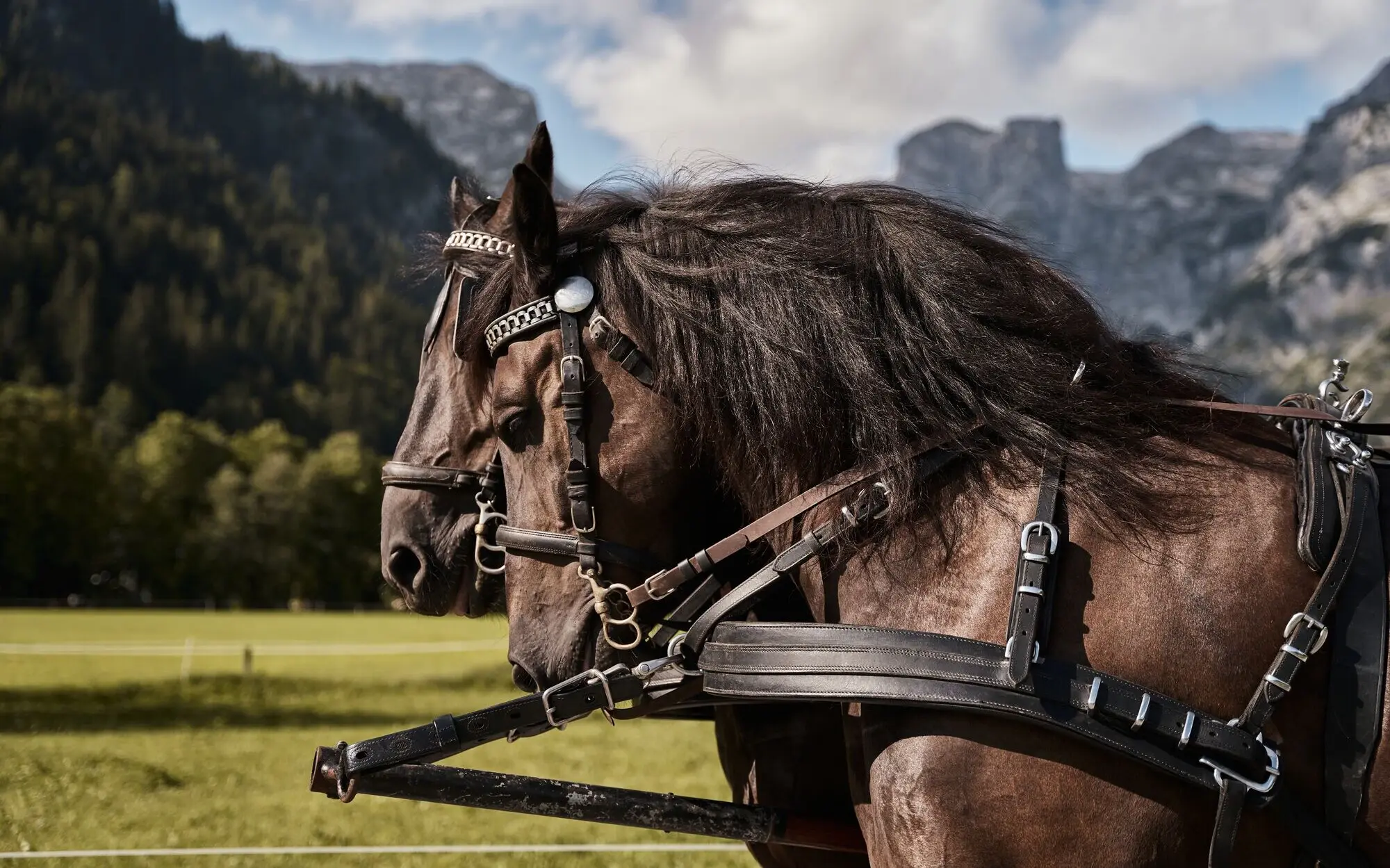 Two horses in a harness in a meadow with mountains in the background.